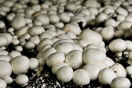 Mushroom cultivation, mushroom compost, mushroom seeds, sale of mushroom compost