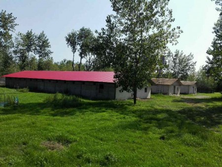 Sale of 15,000 pieces of poultry in Gilan, Langrood, Chamkhaleh