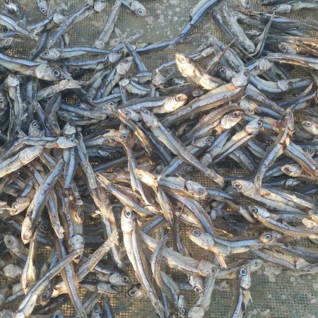 ماهی خشک متوتا ، ماهی خشک ساردین ، ماهی خشک صادراتی