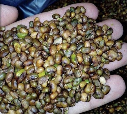 فروش ، تولید و بسته بندی مغز پسته کوهی (بنه ،ملنجیک ،کسوت ،پسته وحشی)