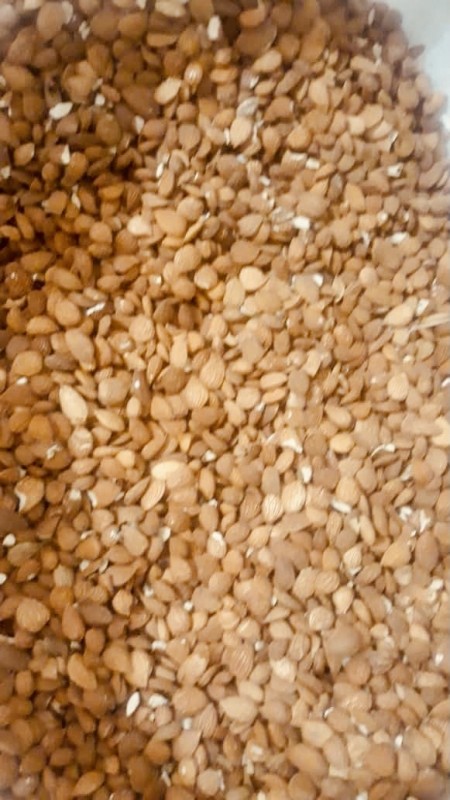 فروش ، تولید و بسته بندی مغز بادام کوهی (بخورک ،بادام تلخ ،پاسورک)
