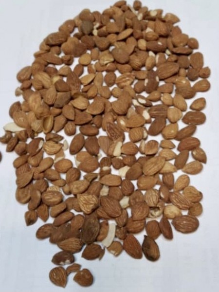 فروش ، تولید و بسته بندی مغز بادام کوهی (بخورک ،بادام تلخ ،پاسورک)