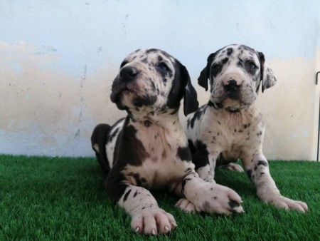 Sale of Great Dane puppies