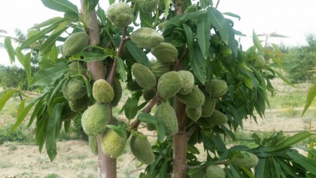 رفع شوری خاک