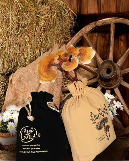 فروش قارچ گانودرما