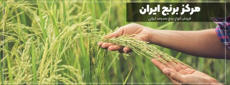 فروش برنج شمال