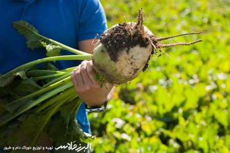 Extraordinary sale of Venus (animal feed and baby farming)