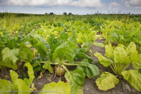 Extraordinary sale of Venus (animal feed and baby farming)