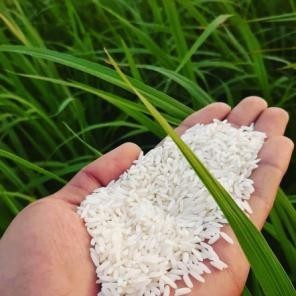برنج غزال