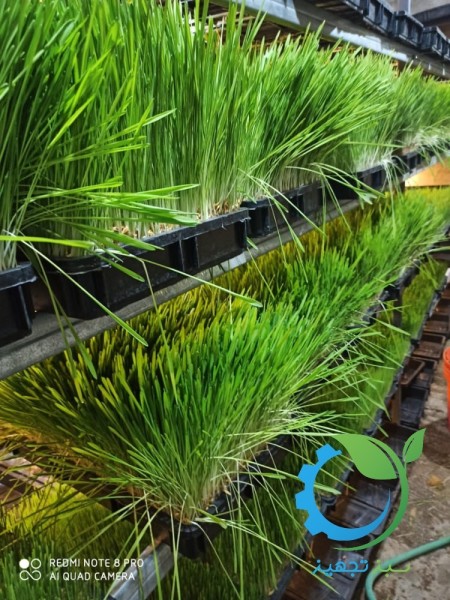 سینی علوفه هیدروپونیک