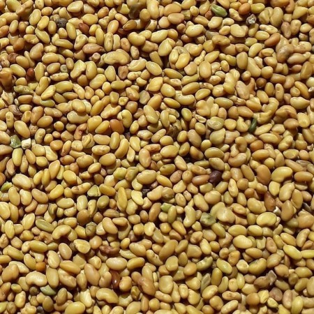 Buy and sell all kinds of agricultural seeds (alfalfa seeds)