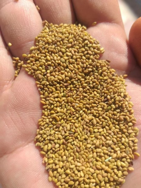 Buy and sell all kinds of agricultural seeds (alfalfa seeds)