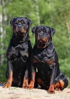 Permanent sale and breeding of Rottweiler dogs