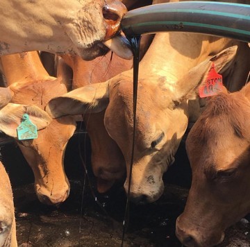 Sale of sugar beet molasses and vinas