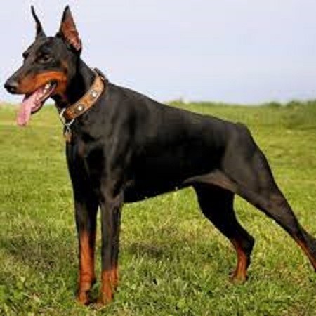 Special sale festival of guard dogs in Tehran and Karaj