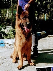 Special sale festival of guard dogs in Tehran and Karaj