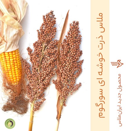 Sorghum cluster corn molasses