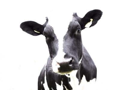 Molasses for plants and agriculture