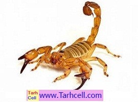 Explanatory plan for building a scorpion breeding farm (word, pdf)