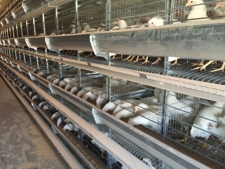تولید کننده لوازم مرغداری، نصب وتعمیرات تجهیزات مرغداری