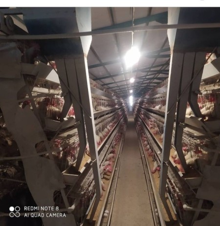 تولید کننده لوازم مرغداری، نصب وتعمیرات تجهیزات مرغداری