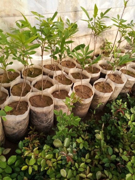 Types of potted seedlings, pots, roses and grape seedlings