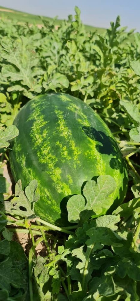 Export watermelon