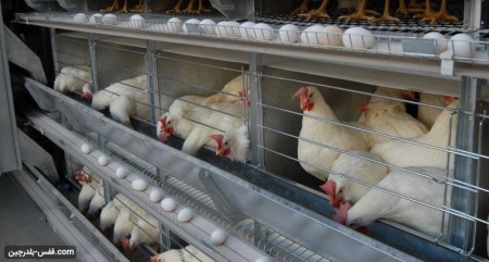 فروش جزیی و کلی قفس مرغ تخم گذار