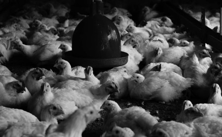 Sale of livestock molasses in Qazvin