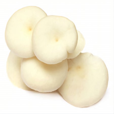 بذر قارچ صدفی