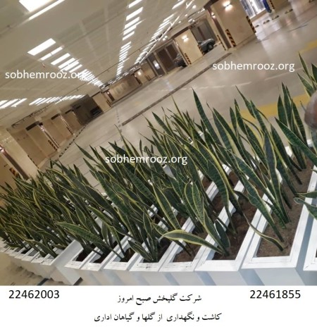 نگهداری فضای سبز