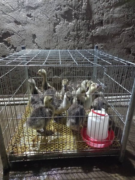 African Gray Goose Swan