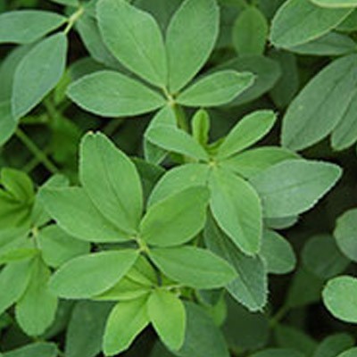 Sale of alfalfa seeds in different cold and tropical cultivars