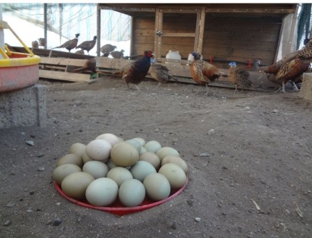 Pheasant spawned eggs