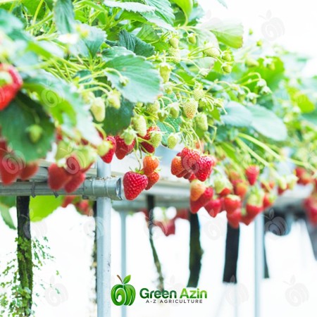 Production and sale of simple and perforated strawberry grooves