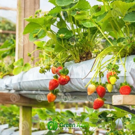 Production and sale of simple and perforated strawberry grooves