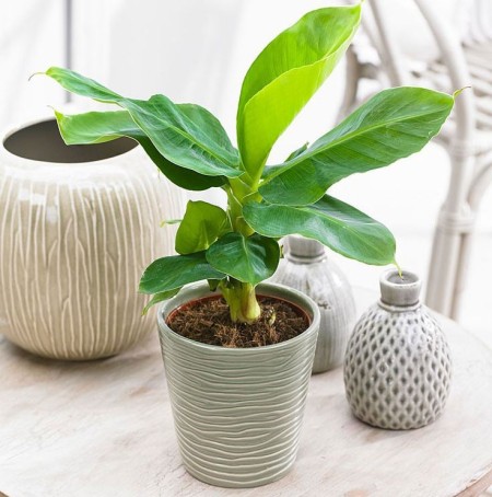 Yashil Bagh Azerbaijan Store