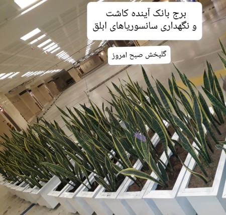 فلاور باکس اداری