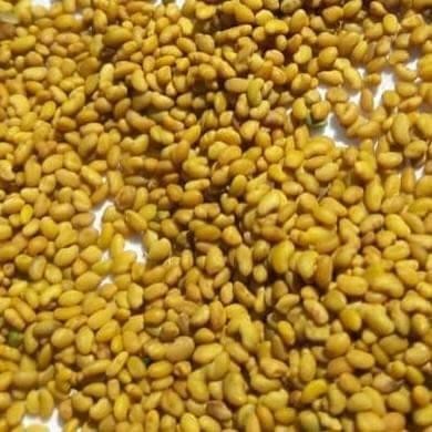 Sale of long base alfalfa seeds