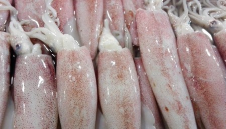 صادرات انواع میگو و ماهی مرکب