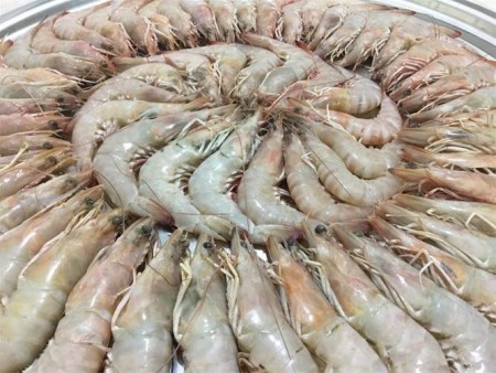 Export of shrimp and squid