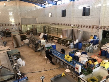 قیمت فروش عمده زیتون شور شیشه و حلب | خیارشور دادنام