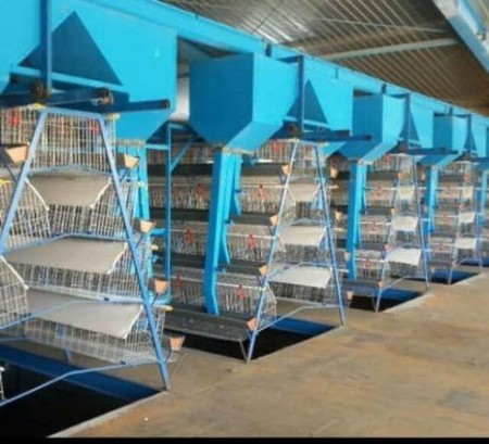 فروش جزیی و کلی قفس مرغ تخم گذار