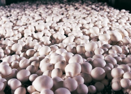 Selling mushroom compost with excellent quality for the whole country