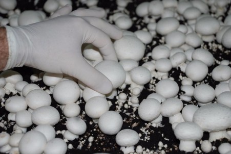 Selling mushroom compost with excellent quality for the whole country