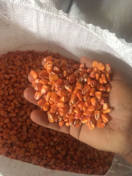 بذر ذرت هیبرید سینگل کراس 704 مغان