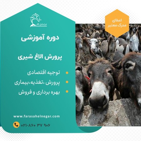 دوره پرورش الاغ شیری و تولید شیر الاغ