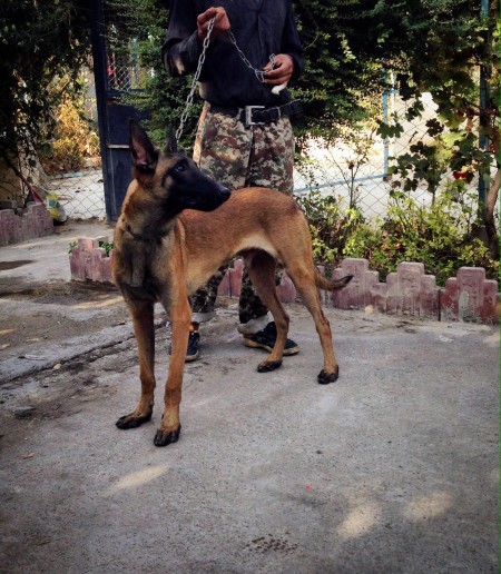 Selling German Shepherd puppies ready for delivery