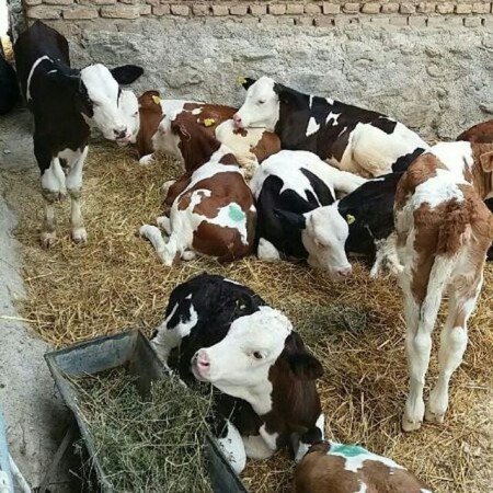 Sale of Simmental calves with official license