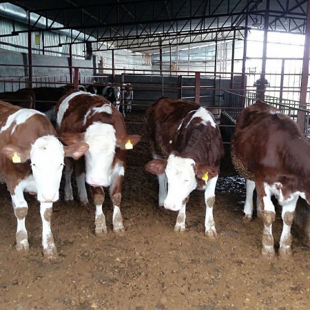 Sale of Simmental calves with official license